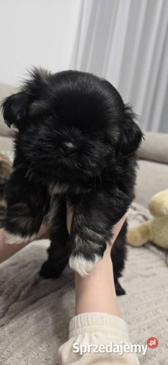 Szczeniaki shihtzu Dulcza Wielka