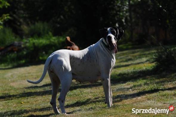 Lena Dog Niemiecki do adopcji Psy mazowieckie Warszawa