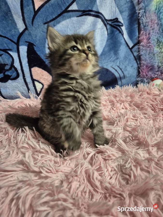 Syberyjska KOTKA ŁUCJIA rodowód FPL śląskie Stary Broniszew sprzedam