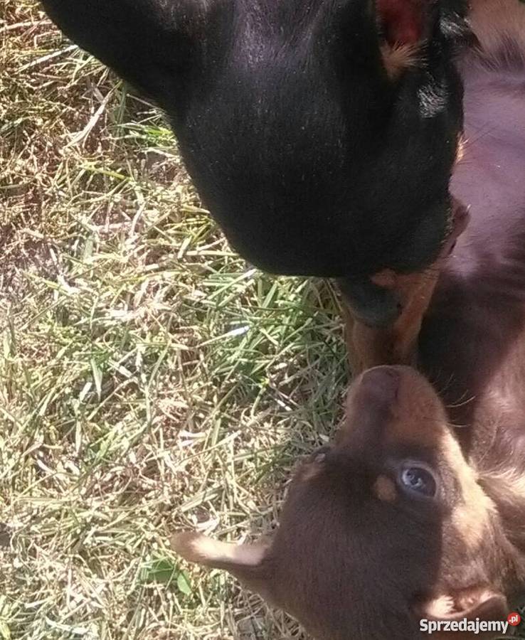 Pinczer miniaturowy Poznań sprzedam