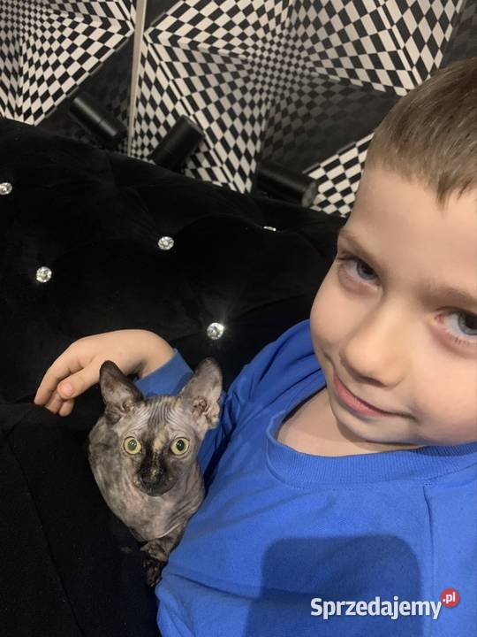 Sfinks Kanadyjski Diablica tygryska do odbioru