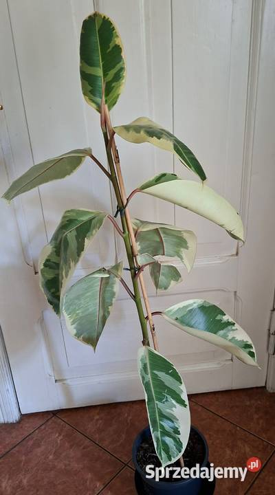 Piękny Fikus Sprężysty Tineke Ficus elastica warmińsko-mazurskie Morąg