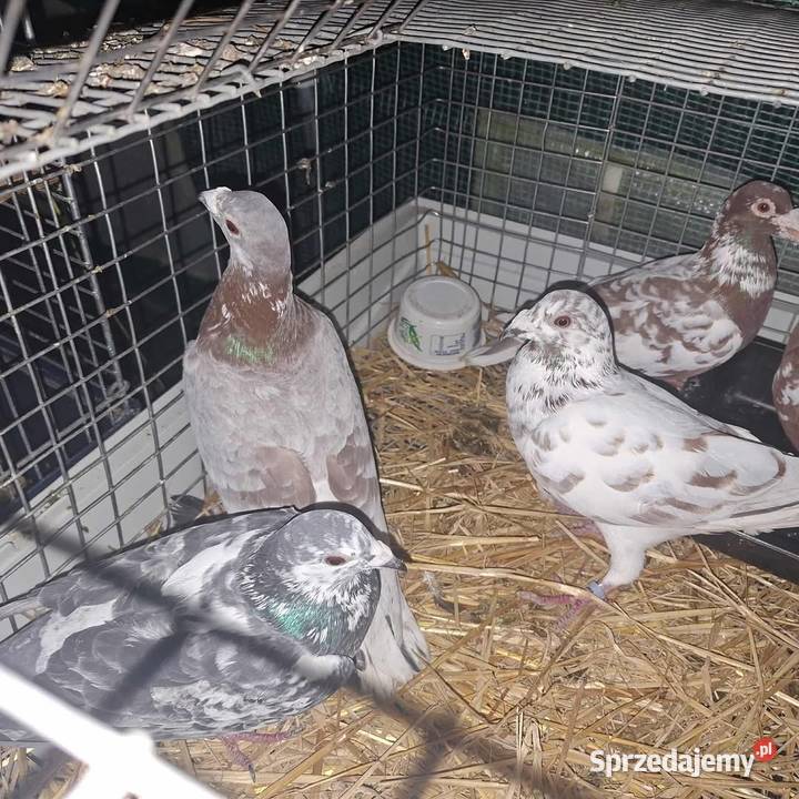 Golebie Niedrzwica Duża