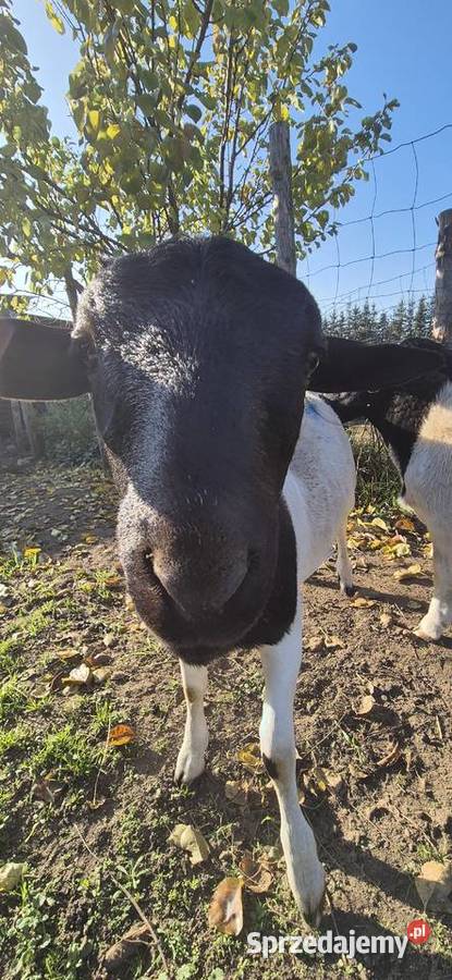 Baranek DORPER Tryk Jarek Owce baranki sprzedam