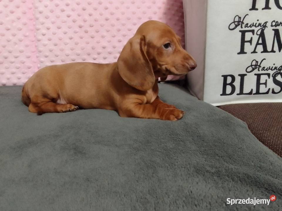 Jamniki krótkowłosy merle