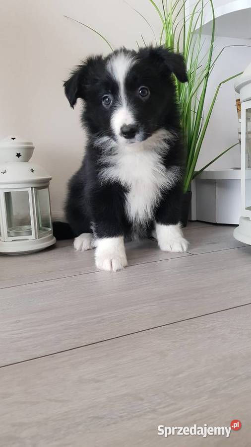 Border collie Pozostałe Kowalewo Pomorskie