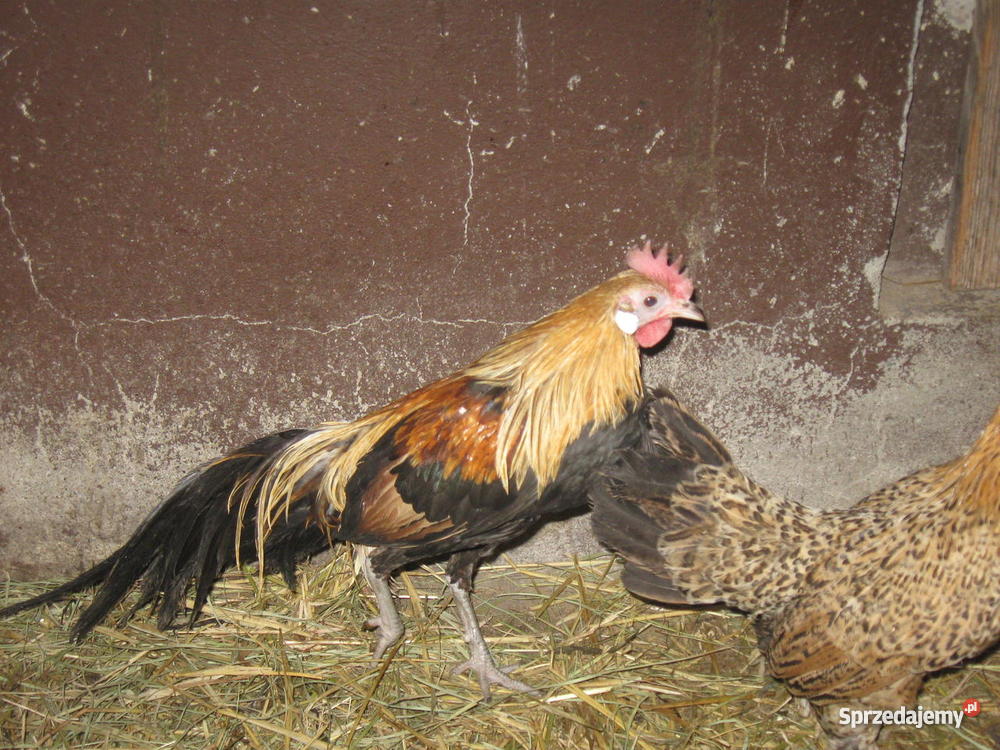 drób ozdobny Pozostałe Pięczkowo sprzedam