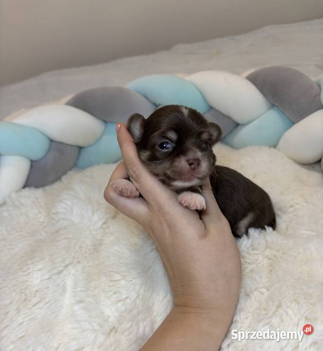 Chihuahua mini piesek czekoladowy długowłosy łódzkie Bełchatów