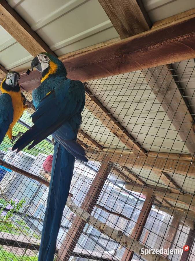 Para Ara ararauna Ptaki Przesmyki