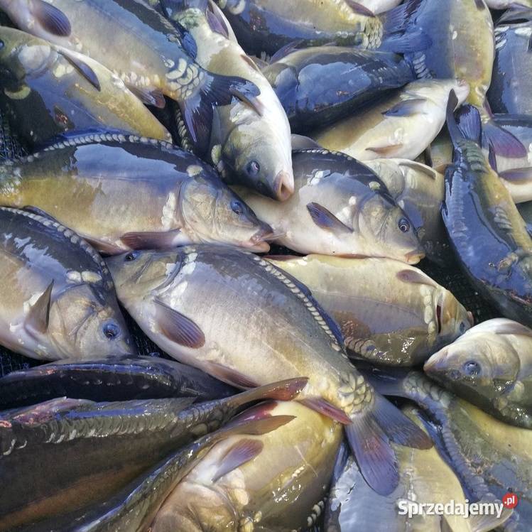 Kroczek karpia sprzedam Kałuże