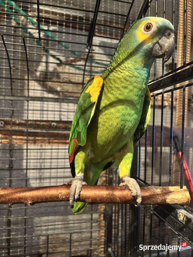 Papugi Ptaki