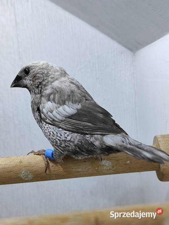 Mewka Japońska szara samiec 2025 Myślenice