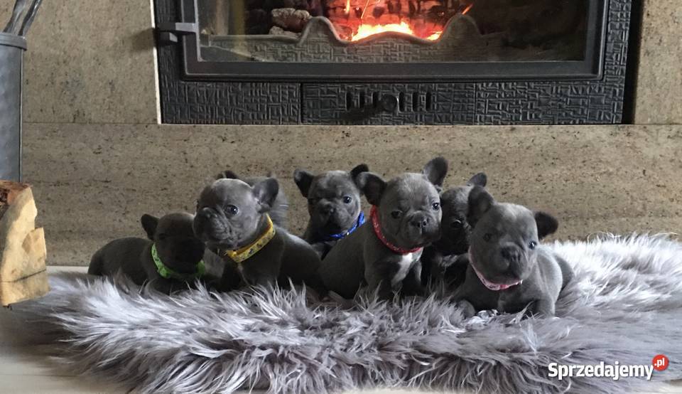 Buldog francuski blue buldogi Strzelin