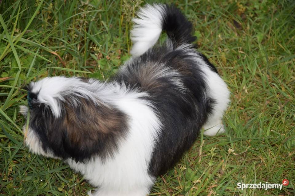 Shih Tzu pies szczeniak cudowny kolor