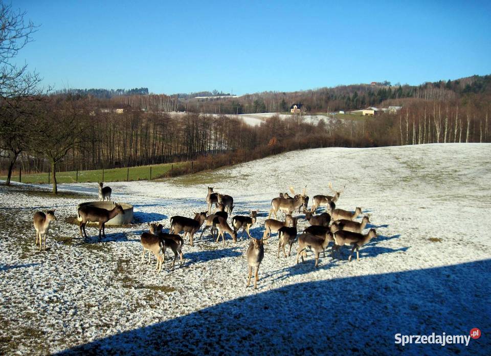 Daniele Siemiechów sprzedam