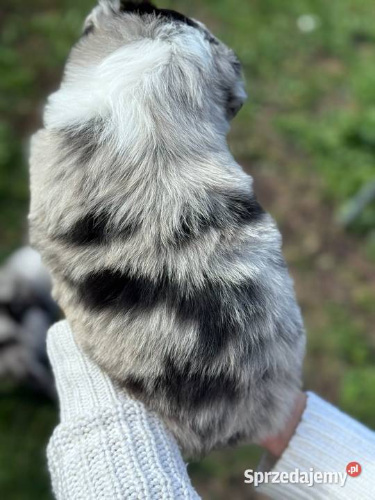 Border collie blue merle niebieskie oczy rodowód Dziekanów Leśny