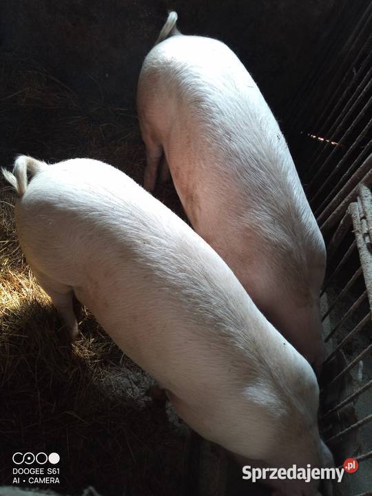 Tucznik waga 130140 Bukowa