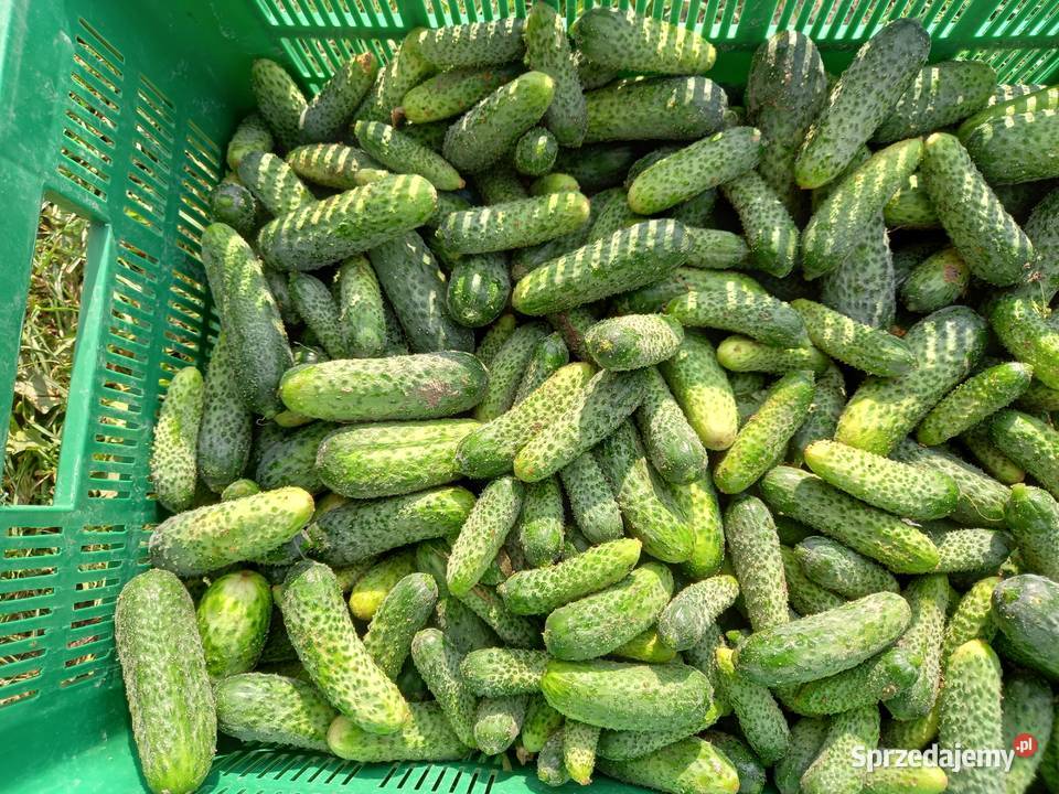 Sprzedam ogórek gruntowy ekologiczny Zamość