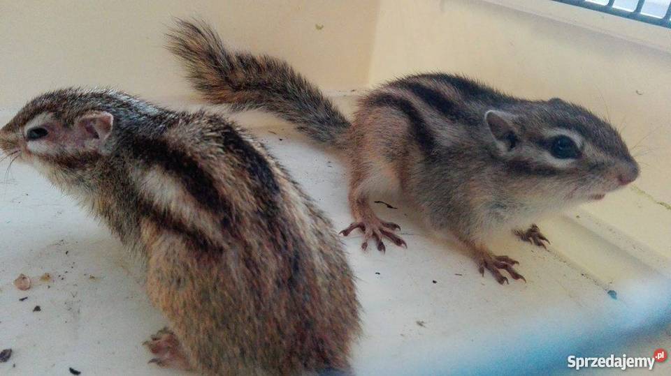 Sprzedam wiewiórki syberyjskie burunduki Wieluń sprzedam