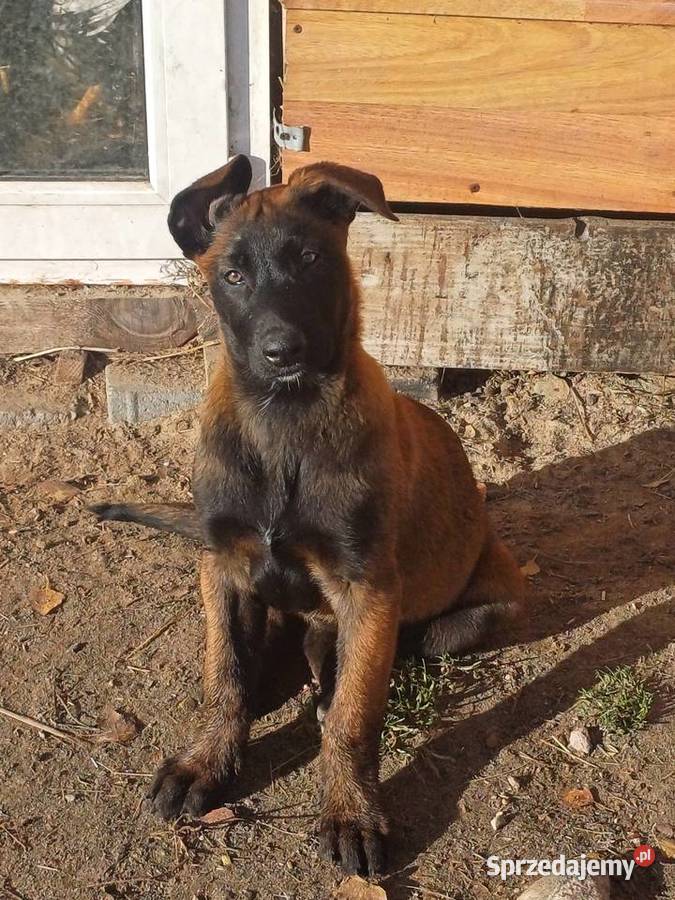 Owczarek Belgijski Owczarek Zambrów