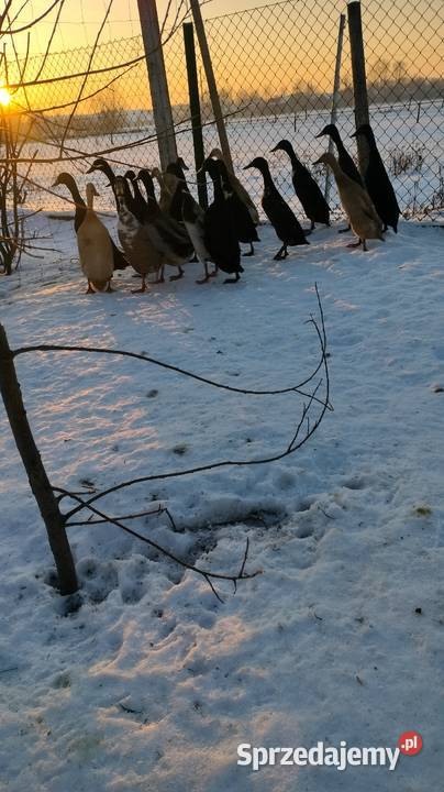 Kaczki i kaczory biegusy Szczurowa