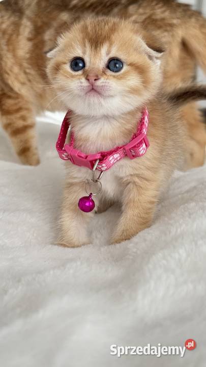 Kotka Szkocka złota zwisłoucha Scottish fold Wrocław sprzedam