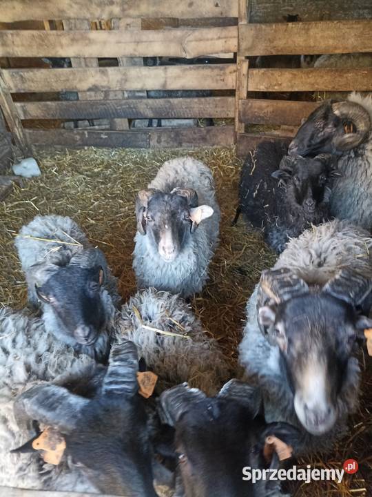 Sprzedam baranki Sokółka