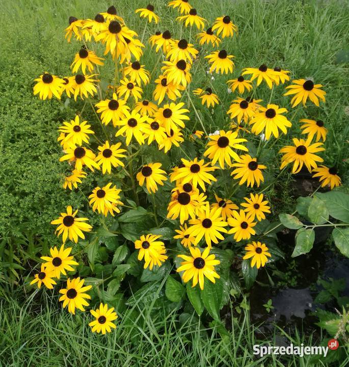 Rudbekia błyskotliwa mrozoodporna roślina do