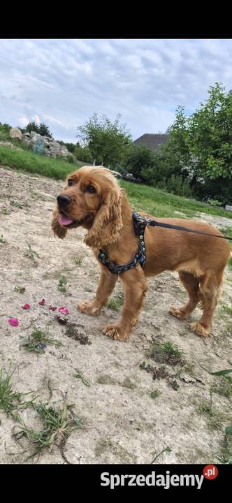 Suka Cocker Spaniel Porąbki