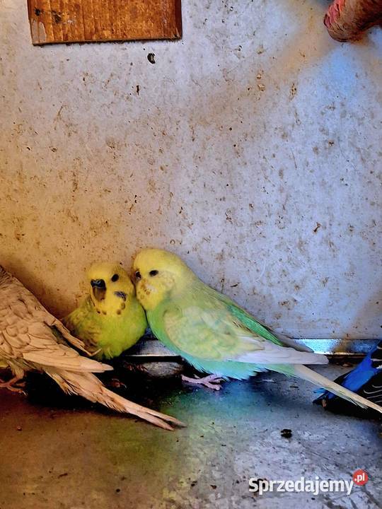 Piękne papuzki faliste i tęczowe Rybnik