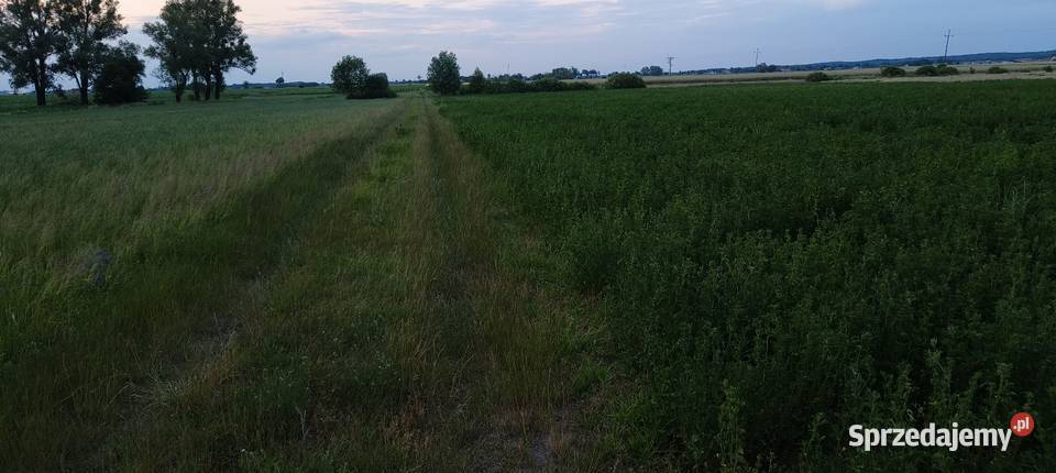 Sprzedam bele lucerna z trawą Barenbrug Wymysły