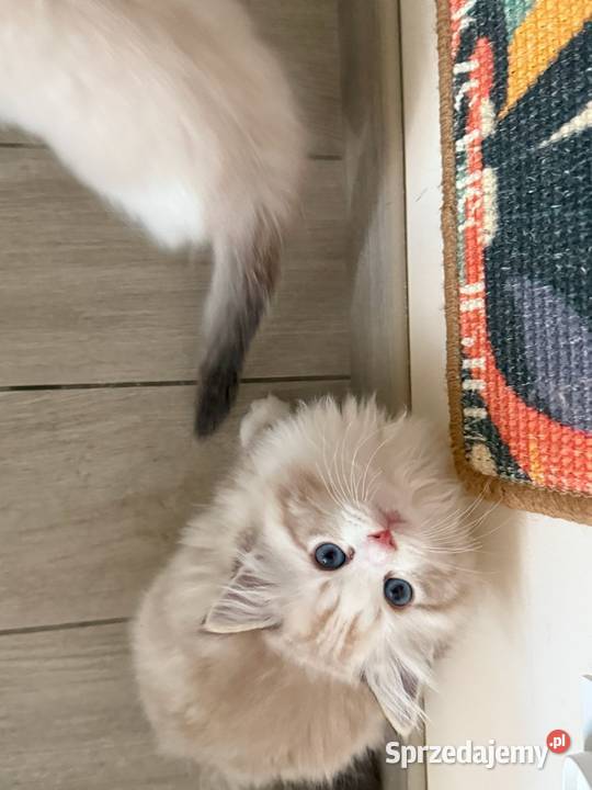 Ragdoll Elrond Hodowla Lazurowe Łapki