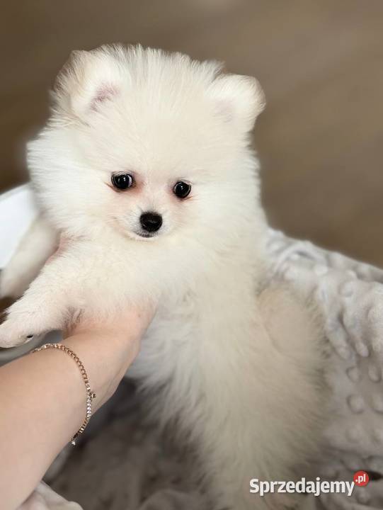 Szczeniaki rasy Szpic miniaturowy Katowice sprzedam