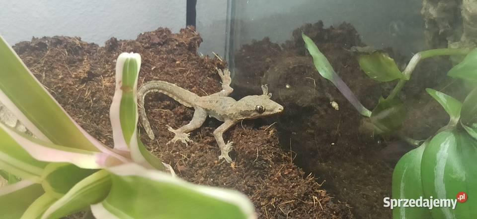 Hemidactylus frenatus Gady i płazy małopolskie Kraków sprzedam