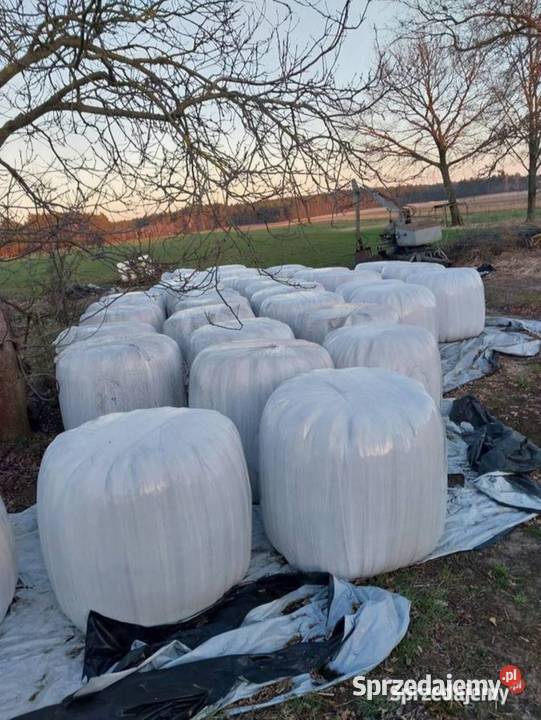 SianoSianokiszonka 120x120 Jelenie