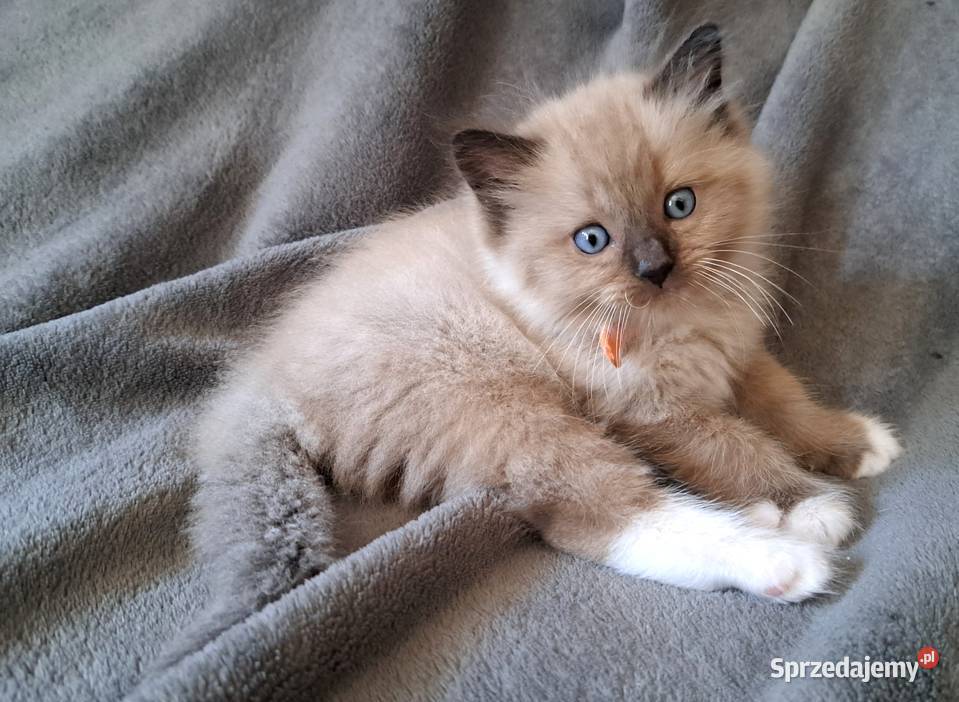 Ragdoll mink Cherubim sprzedam