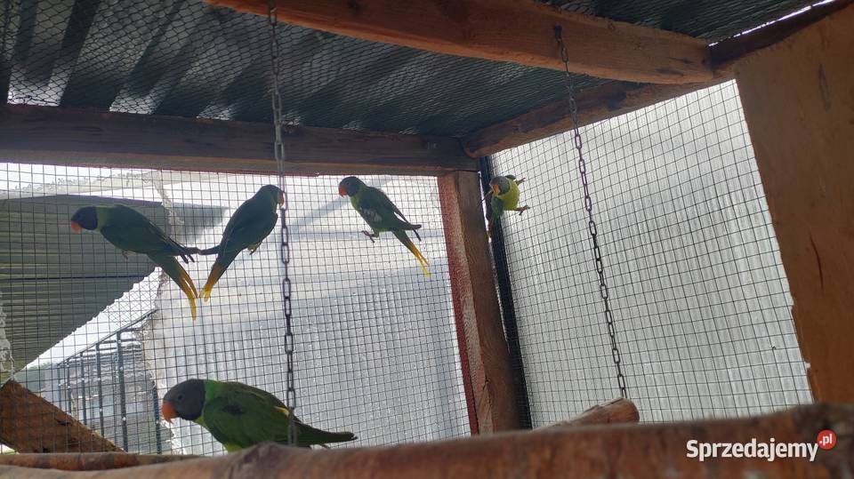 Aleksandretty himalajskie Parzno