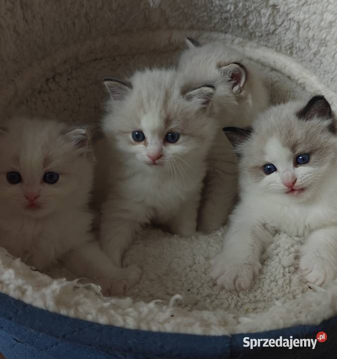 Cudowne kociaki Ragdoll Championie FPL rodowód lubelskie Lublin