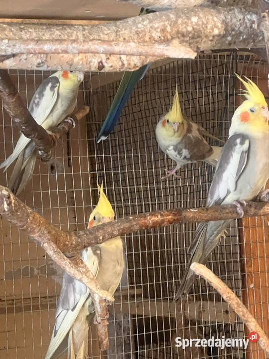 Papugi z domowej hodowli nimfy faliste Ptaki