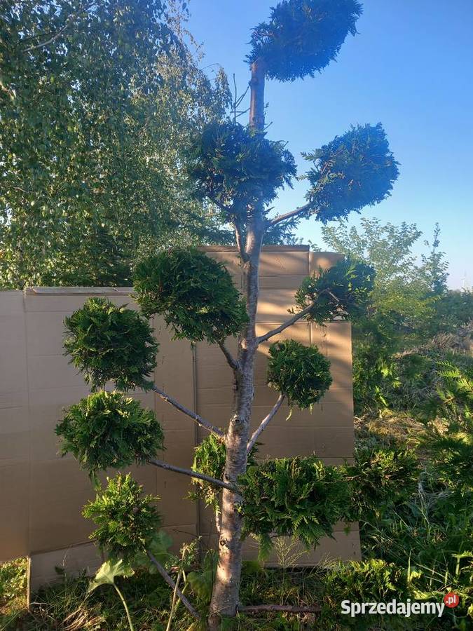 Tuje szmaragdy Mogilno