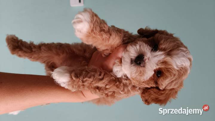Piesek Maltipoo Pozostałe Brzozie