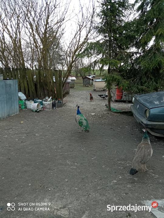 Pawie samice dorosłe 2 3 letnie wysyłam lubelskie Zamość sprzedam