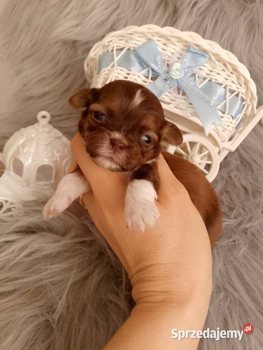 Czekoladowy piesek rasy ShihTzu opolskie Kluczbork