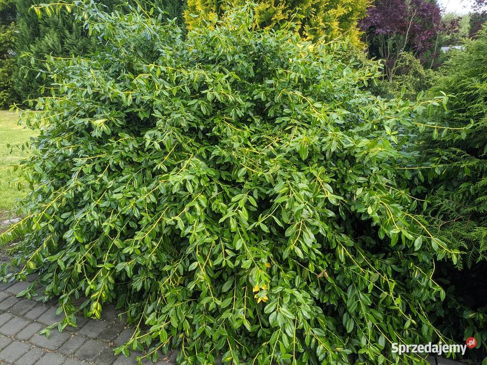 Trzmielina Sunspot sztobry Liściaste Lublin