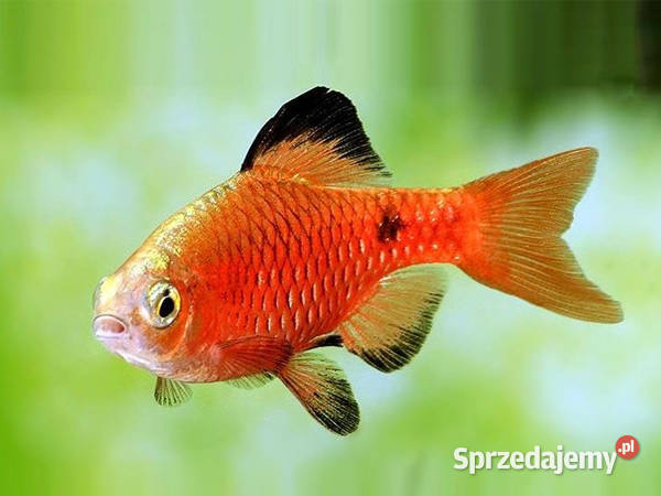 Brzanka różowa NEONOWA Pethia conchonius Barbus Ryby Gdańsk