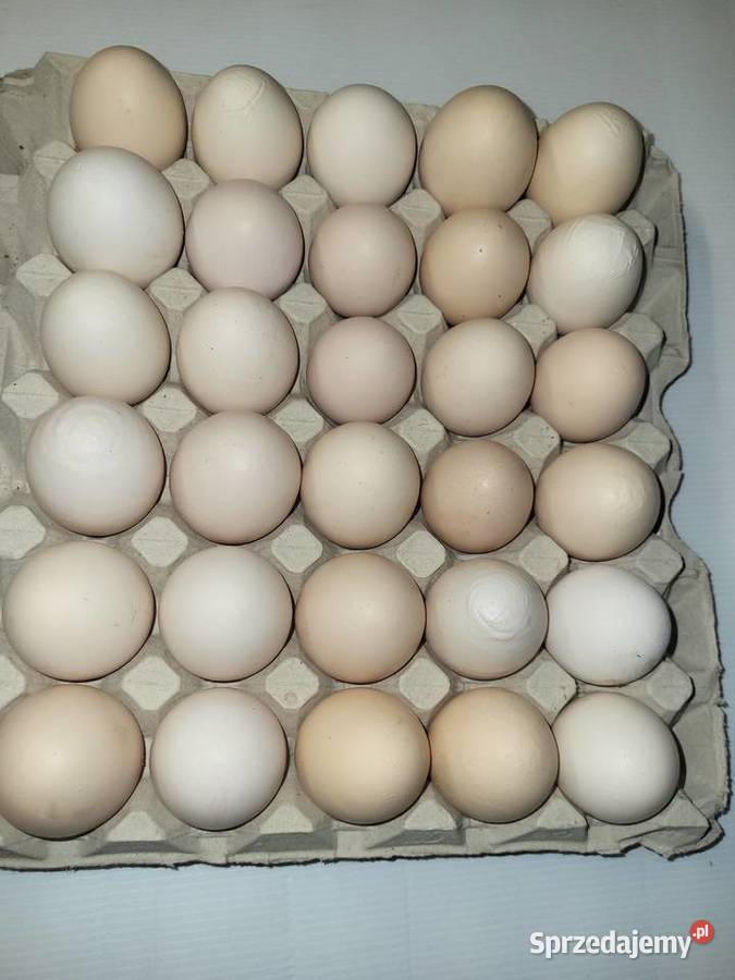 Jajka swojskie Szreńsk