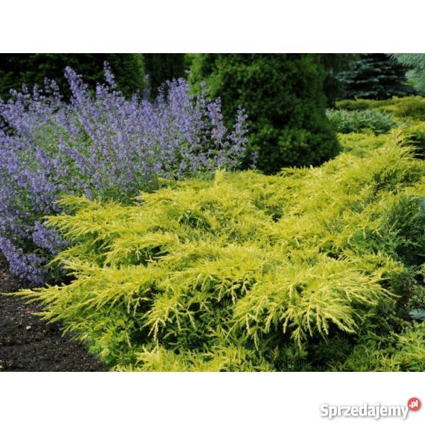 Jałowiec pośredni Gold Star Juniperus