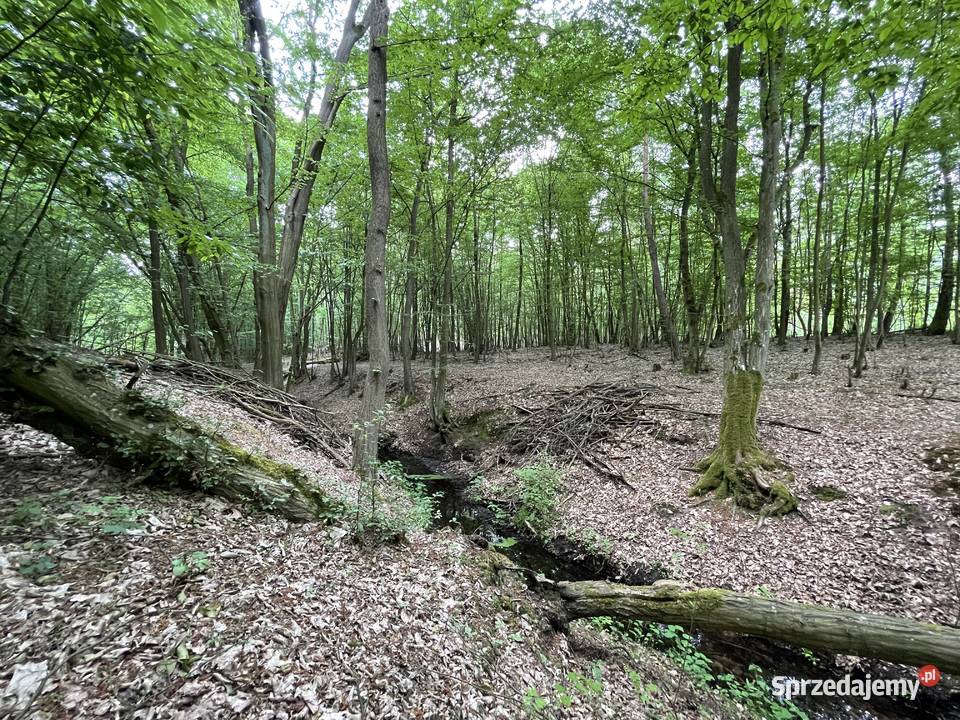 Las 858ha z działką rekreacyjną 15zł/m2 Sprzedaż