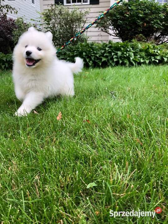 Samoyedy z hodowli Gdańsk