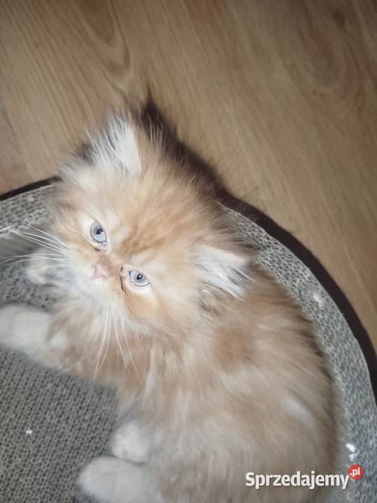 Kot perski z rodowodem Gliwice